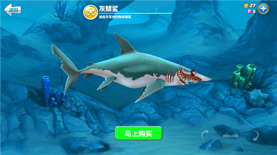 鲨鱼介绍5